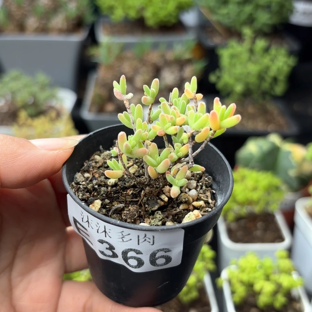 紫晶枝干366。