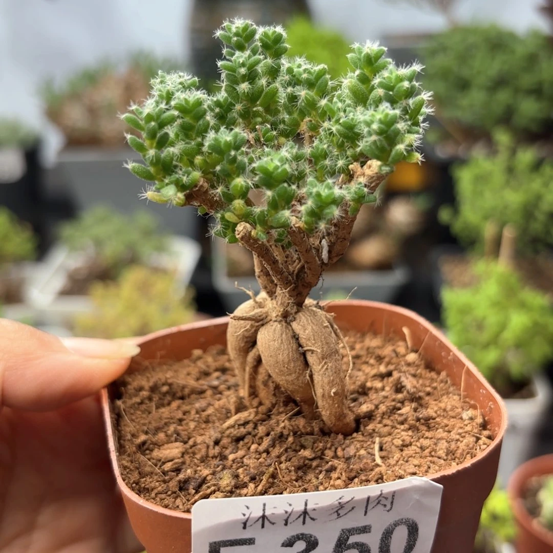 姬红小松350。