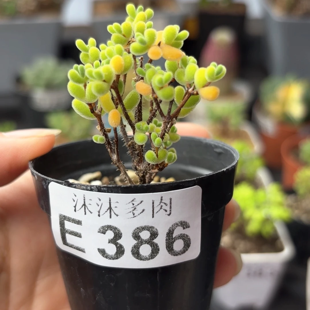小星星386。