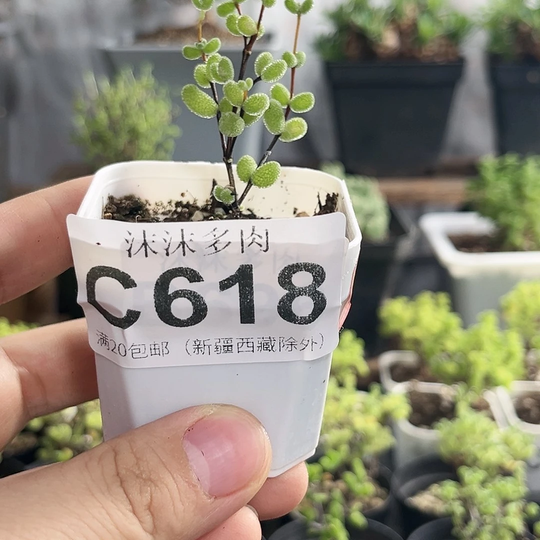翡翠枝干番杏618。