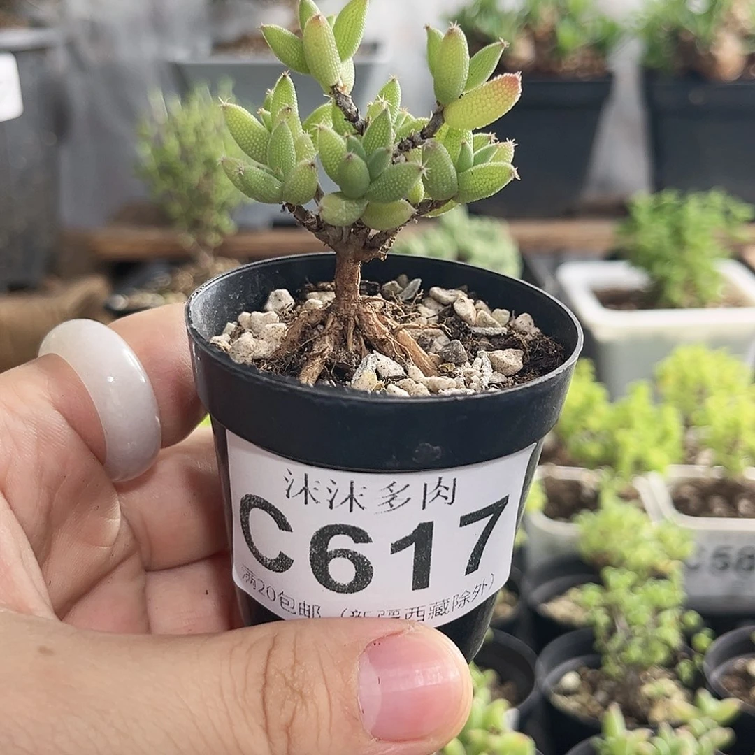 玉米枝干番杏617。