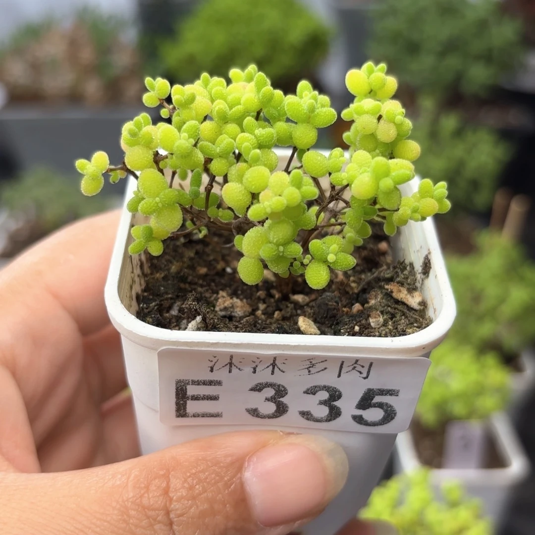 蜜橘糖球335。