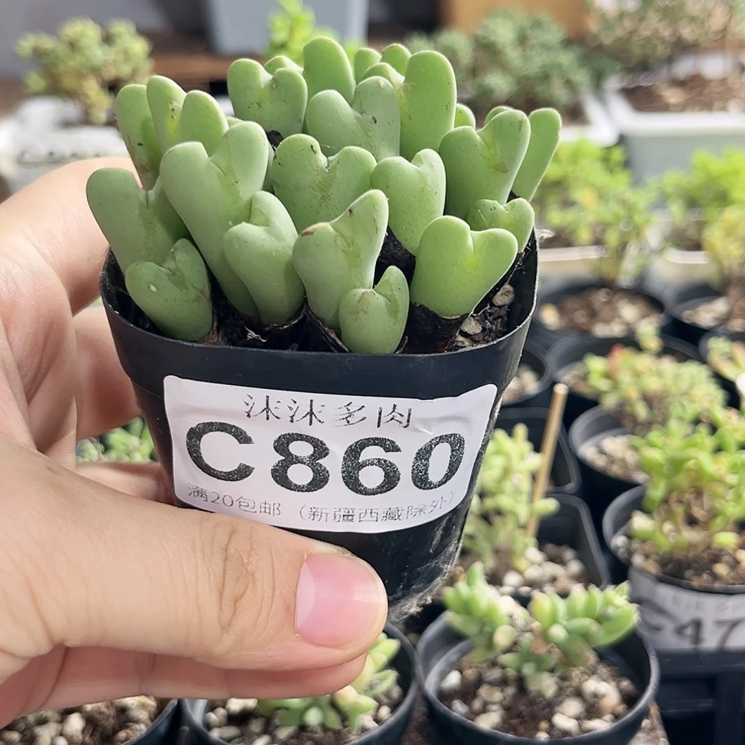 橙花少将。    860。