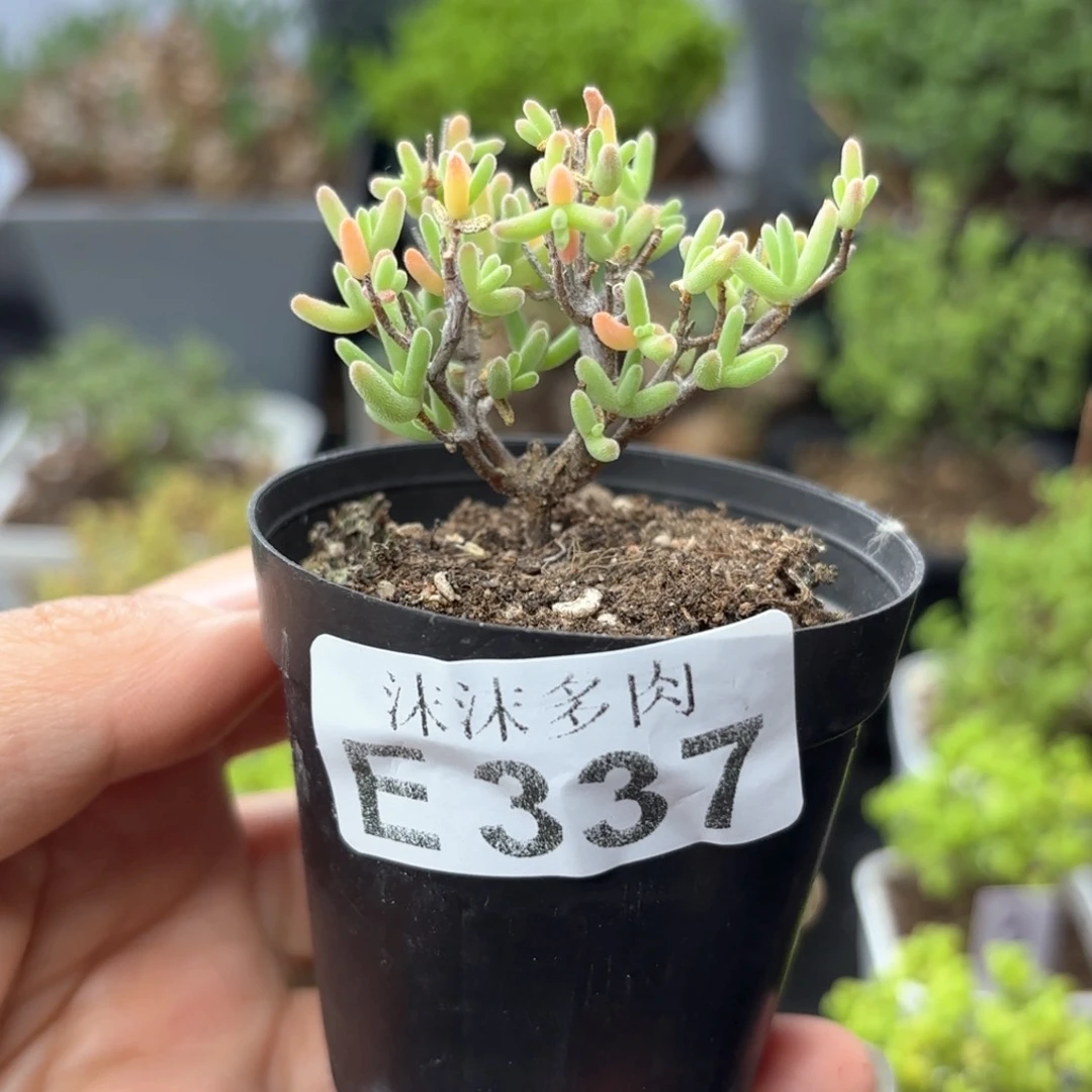 紫晶枝干337。