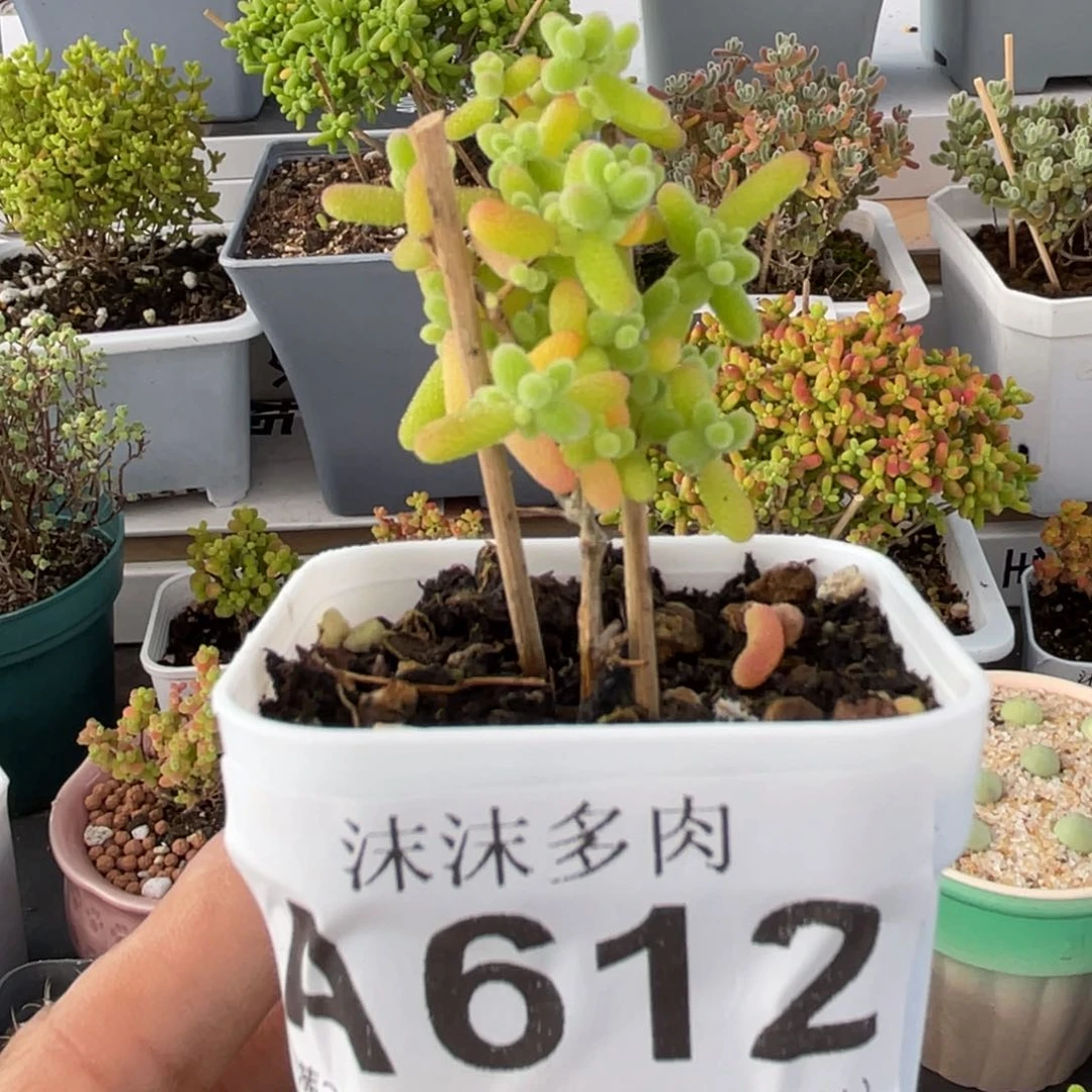 612蜜桔糖球枝干