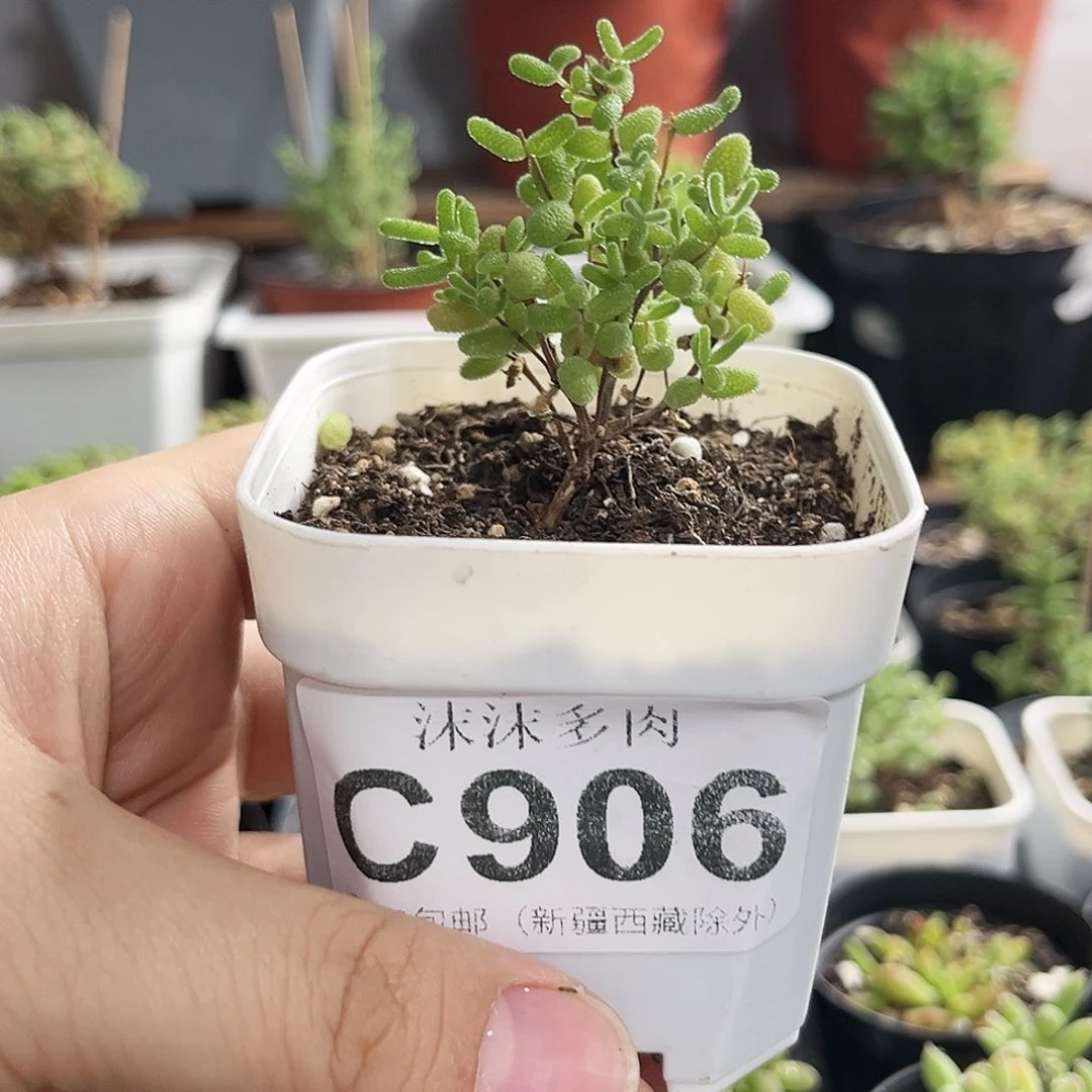 蜜叶糖球枝干番杏906。