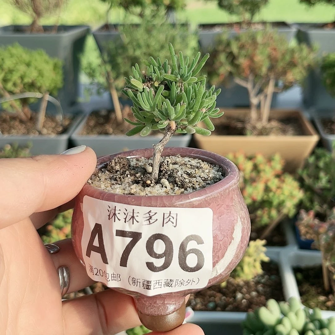 紫晶枝干番杏796。