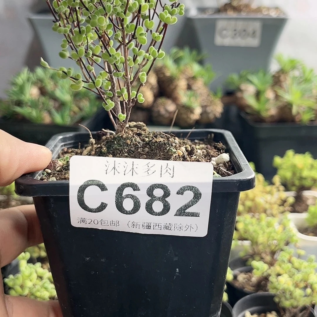 锦****?莱斯枝干番杏682。