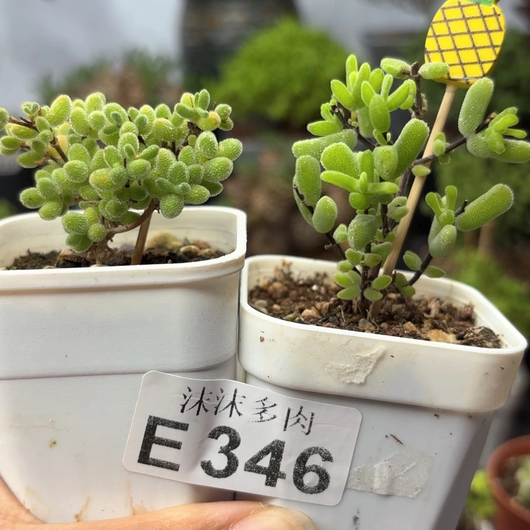 萍组合346。