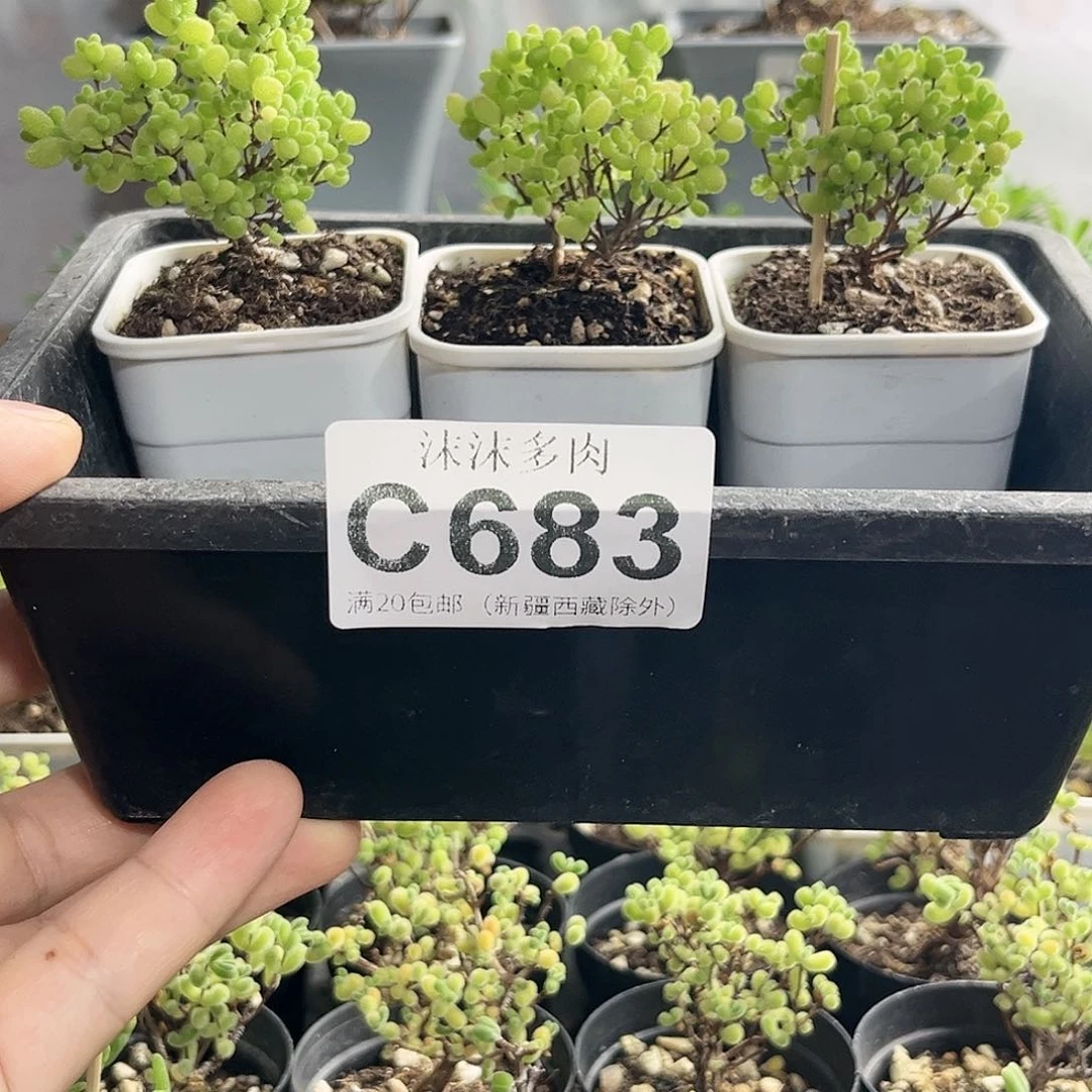 乄*组合蜜橘枝干683。