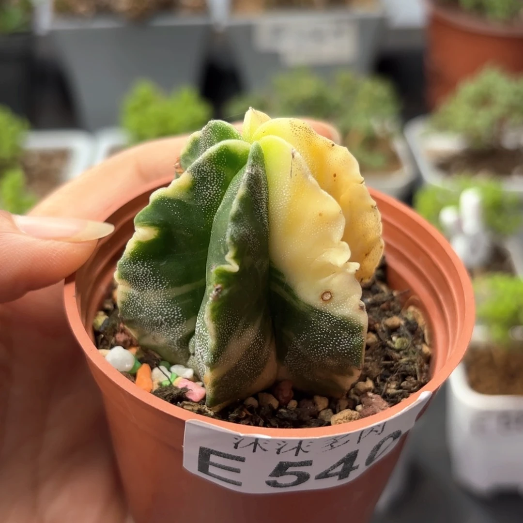 鸾凤玉锦540。