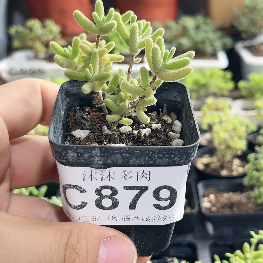 钻石黄化锦枝干番杏879。