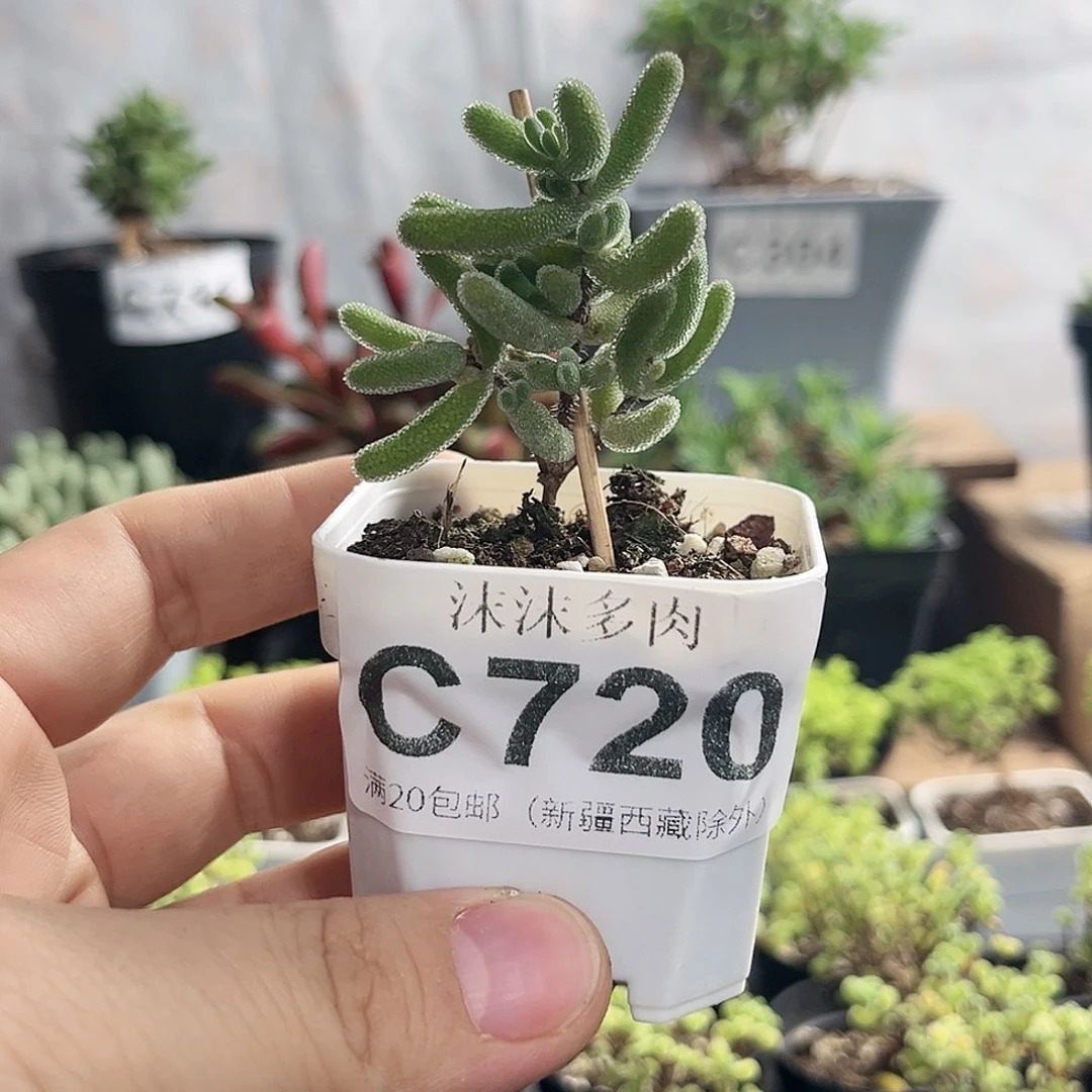 琉璃枝干番杏720。