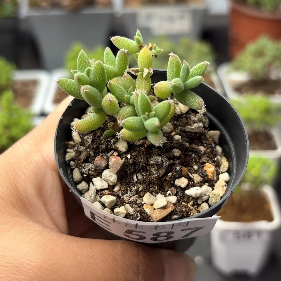 彩色玉米587。