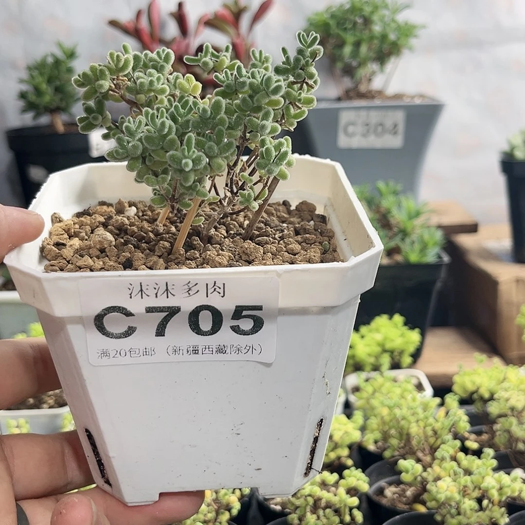 冰晶枝干番杏705。