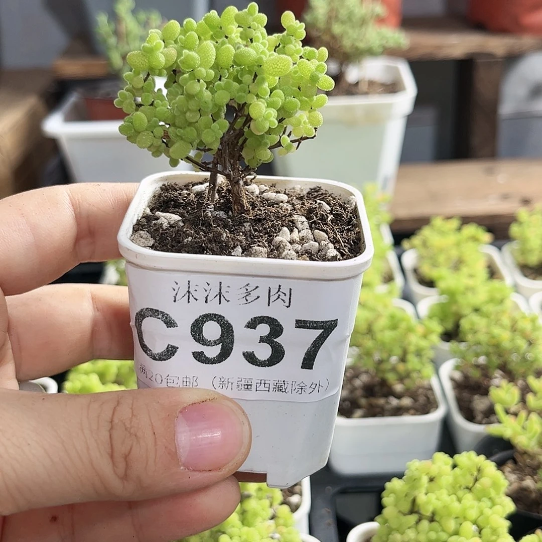 胖****毛蜜橘糖球枝干番杏937。
