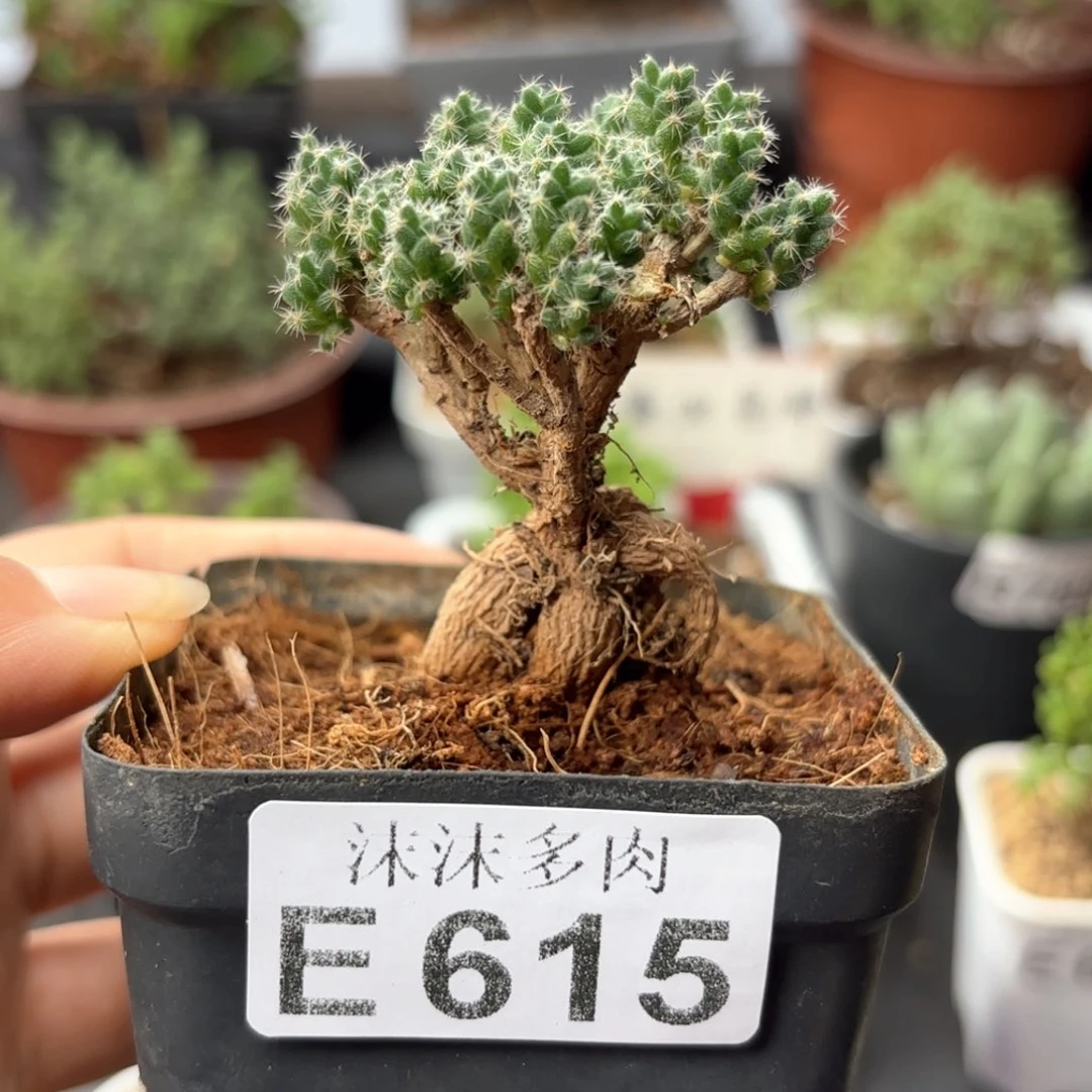 姬红小松615。