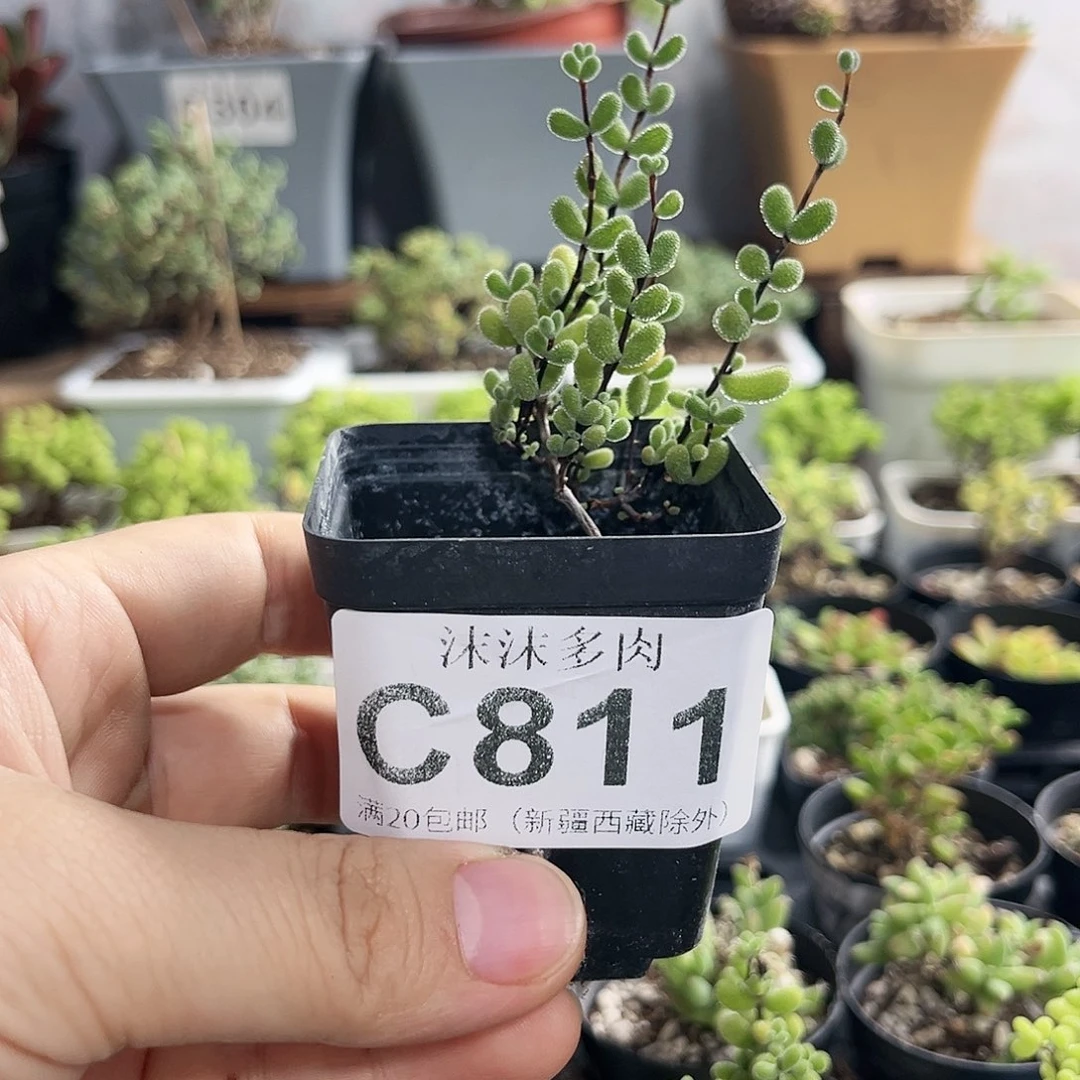 翡翠枝干番杏811。