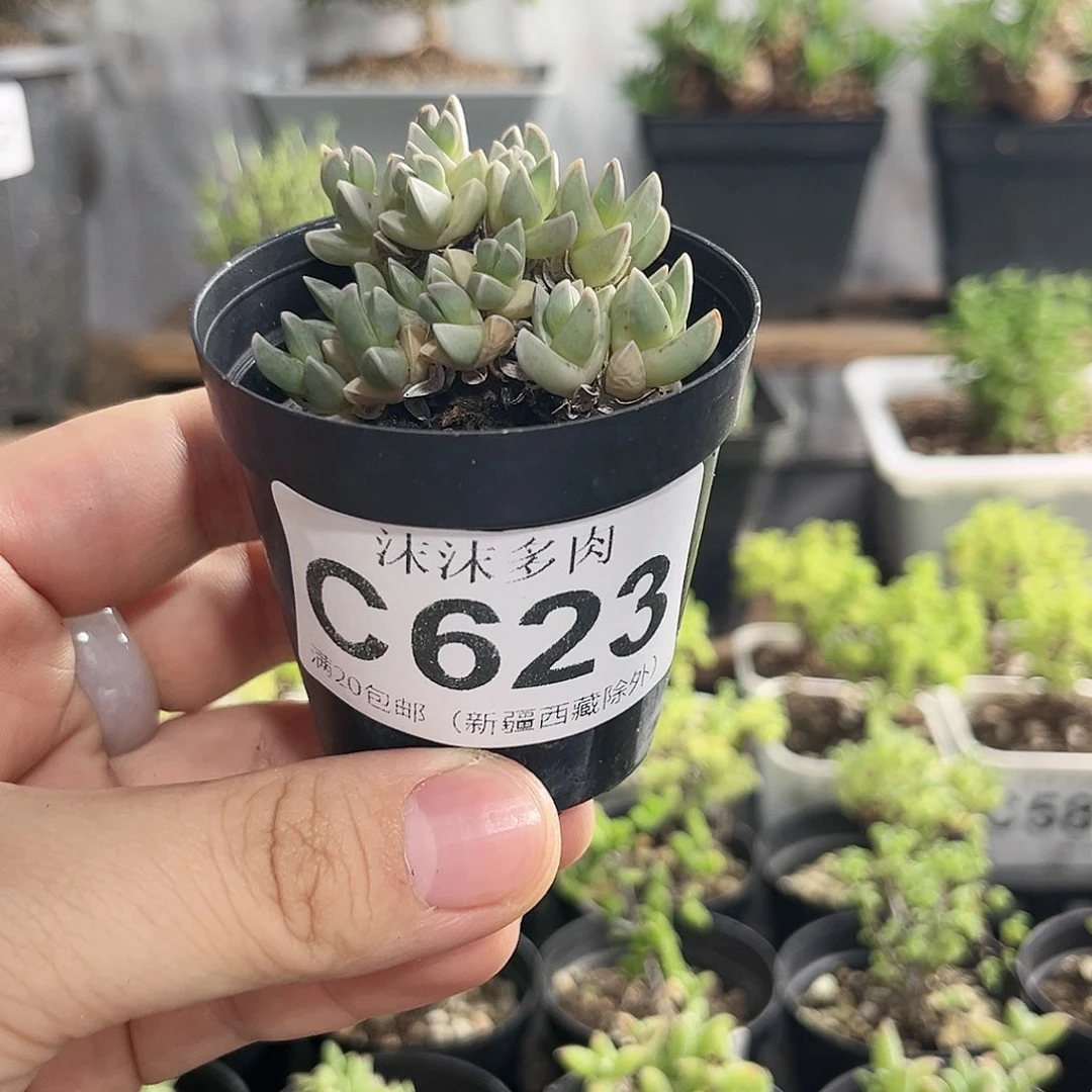 姬碧玉莲623。