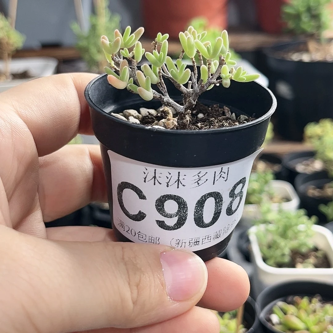 紫晶枝干番杏908。