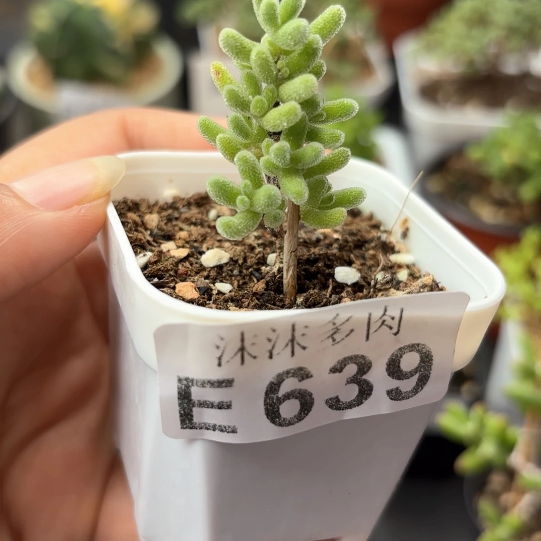 冰晶橙叶杂639。
