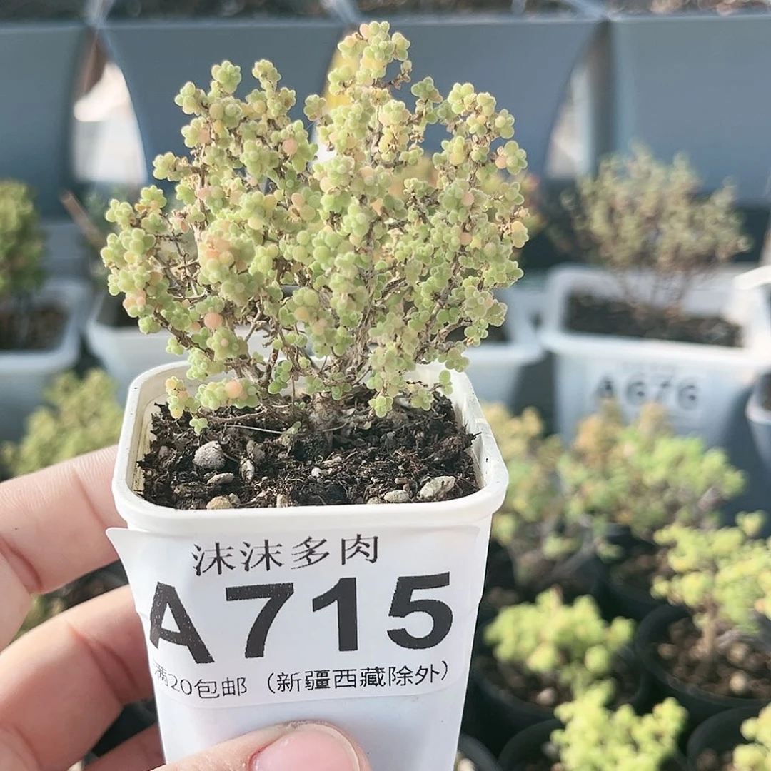 小小米枝干番杏715。