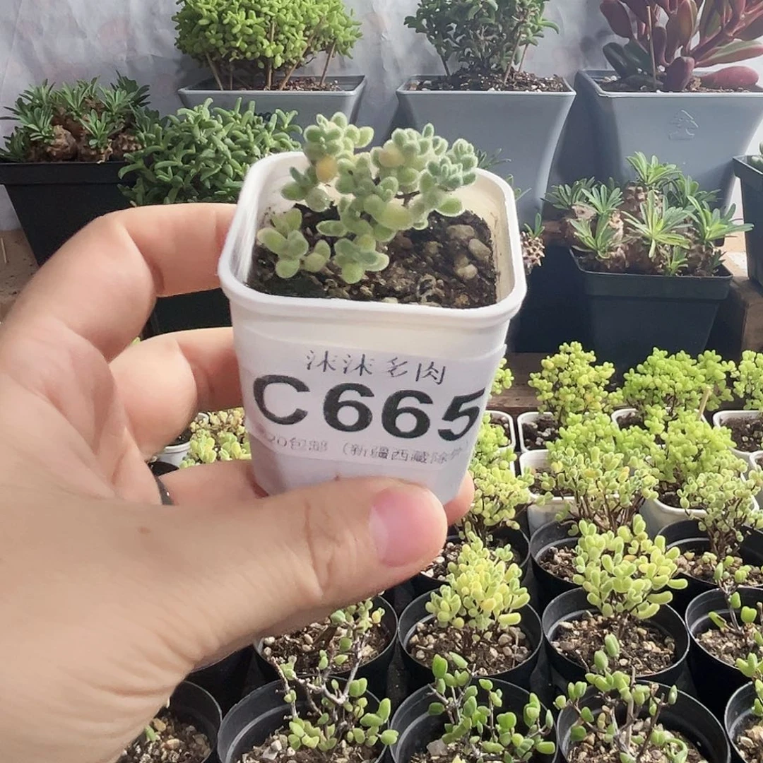 冰钻枝干番杏665。