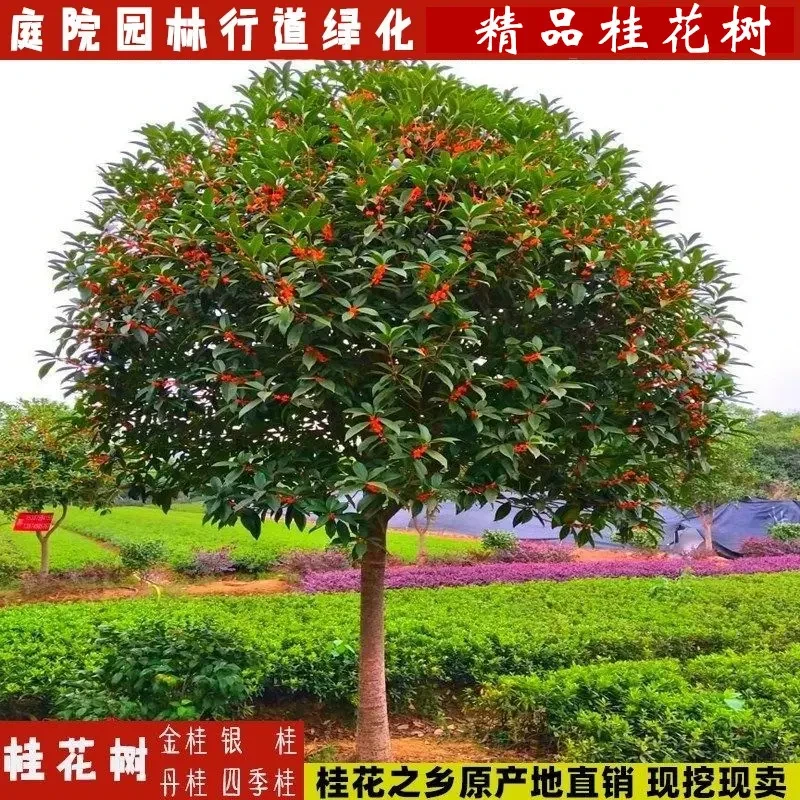 桂花树大树金桂丹桂四季桂银桂八月桂花地栽盆栽庭院别墅绿植花卉