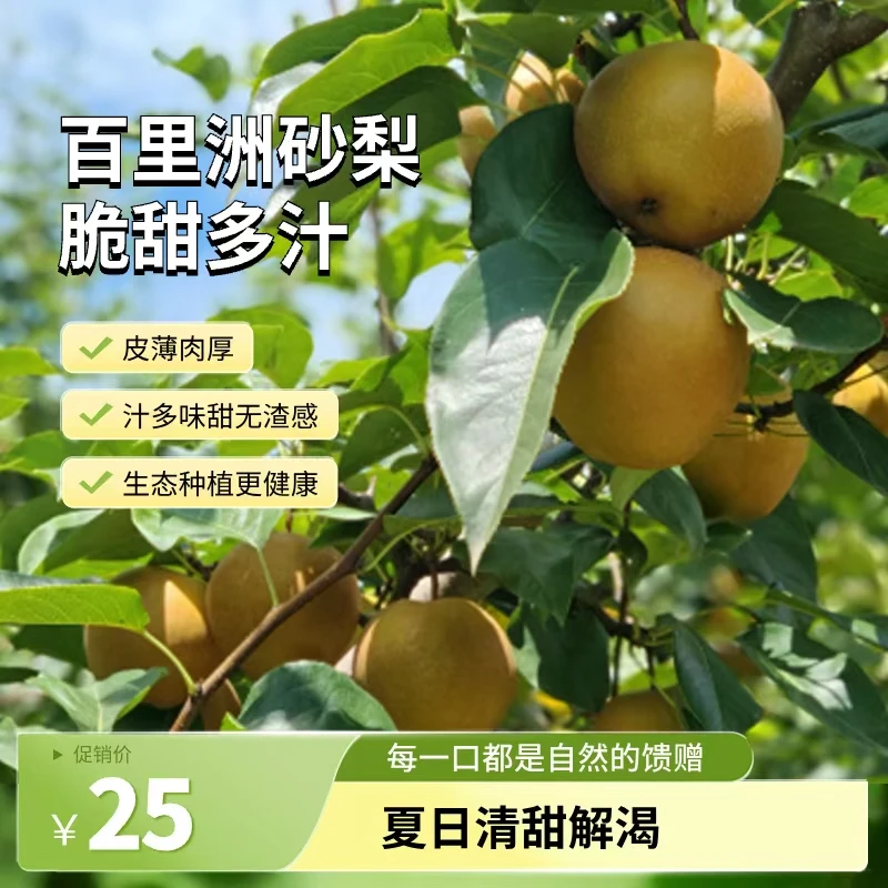 正宗百里洲砂梨现摘现发黄花梨