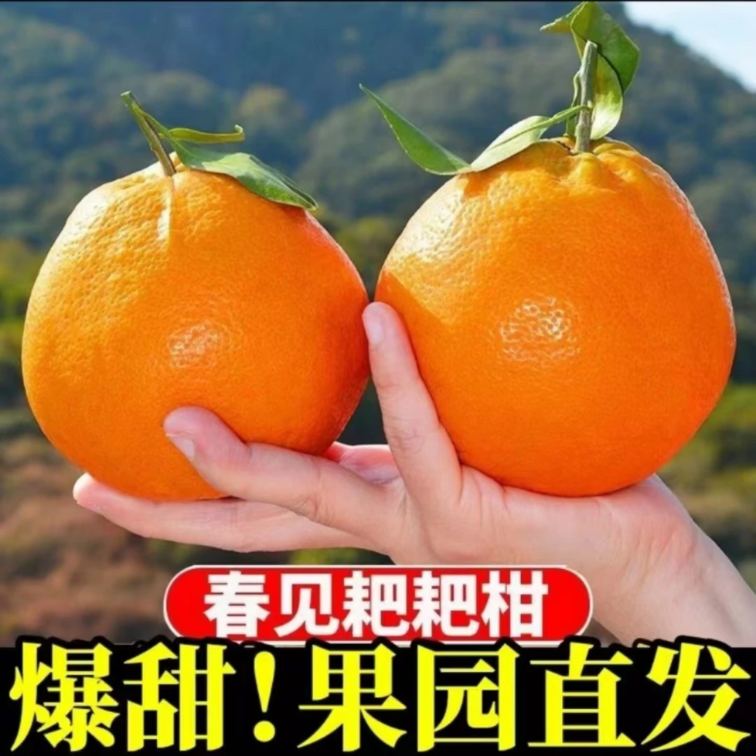 【专注品质】四川耙耙柑春见耙耙柑当季水果品质甄选橘子耙耙柑优质