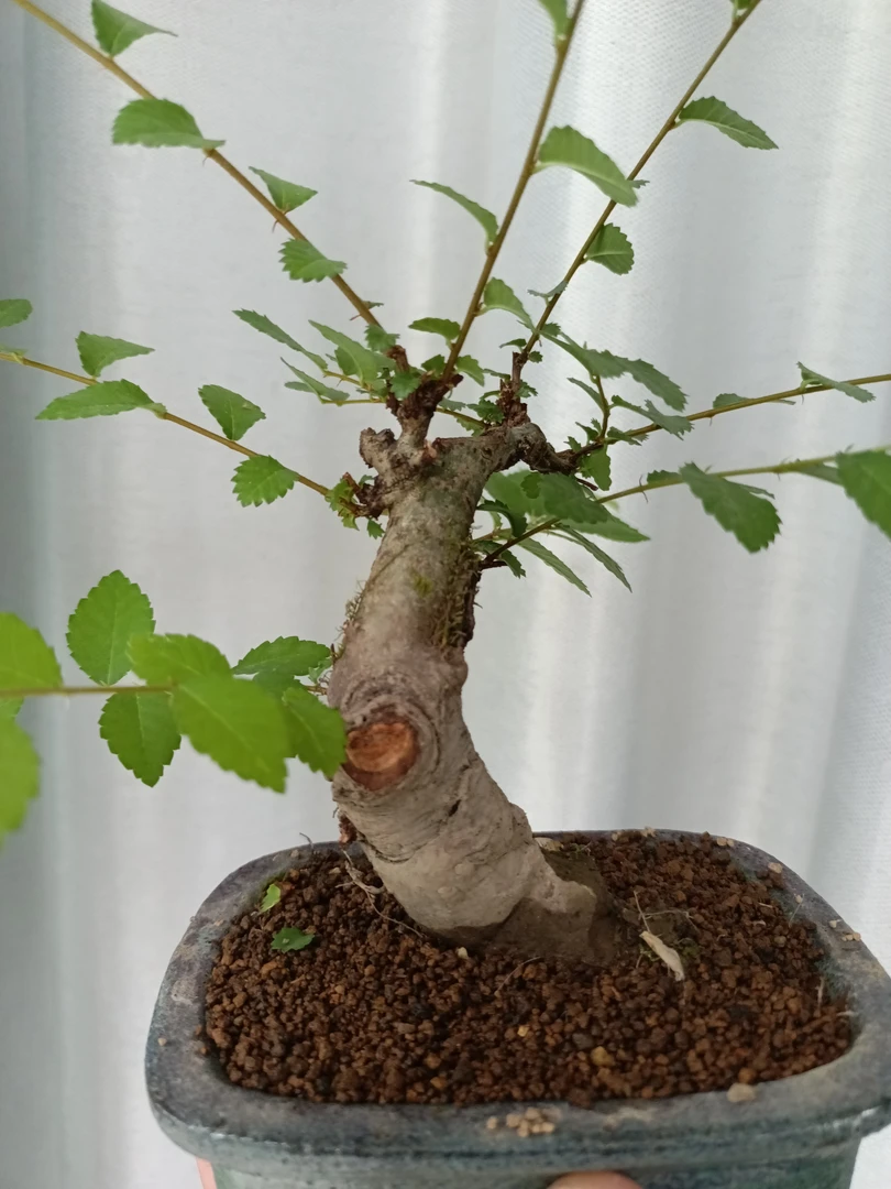 杂木类微型盆景高端盆景