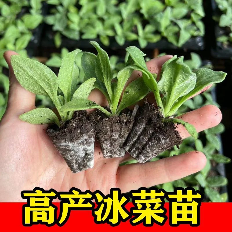 大叶水晶冰菜秧苗阳台盆栽蔬菜种苗四季冰草苗种子种植冰菜大苗