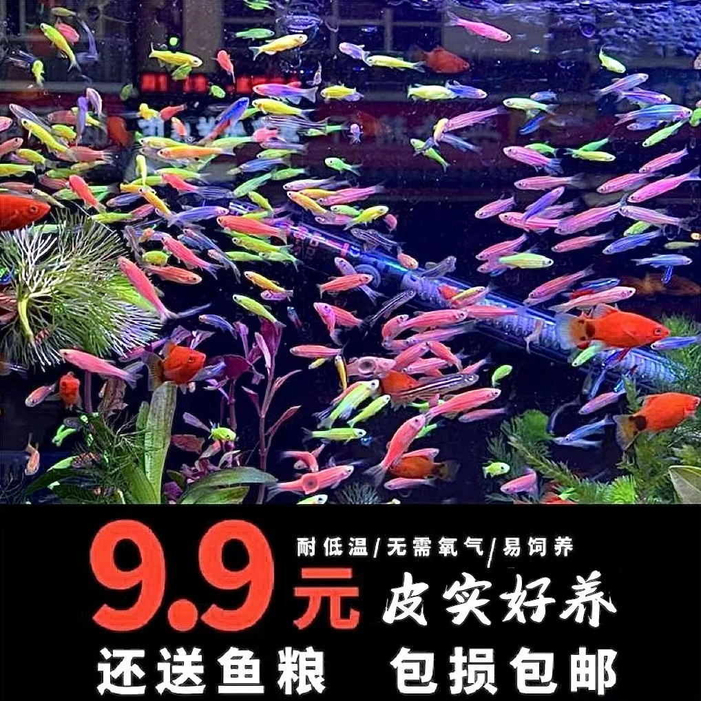 斑马鱼七彩小型观赏鱼淡水灯科鱼新手好养冷水热带鱼