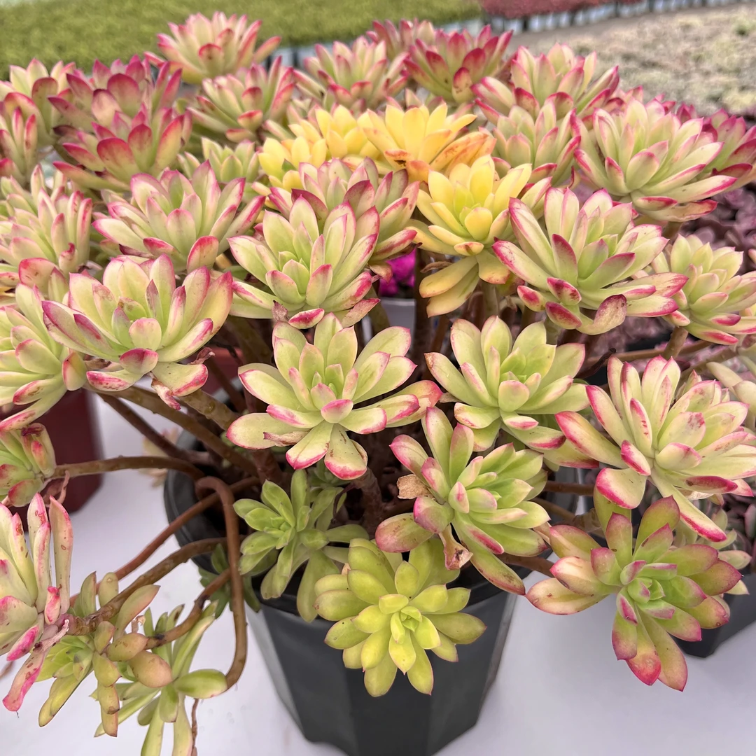 【超大盆七彩云南】脱土发 多肉植物 新手好养