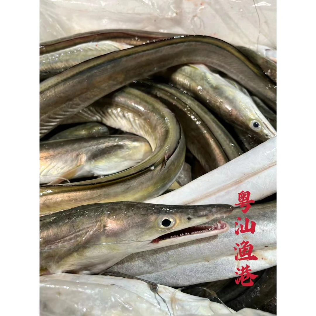 汕尾本港  野生海钓鳗鱼(麻鱼）