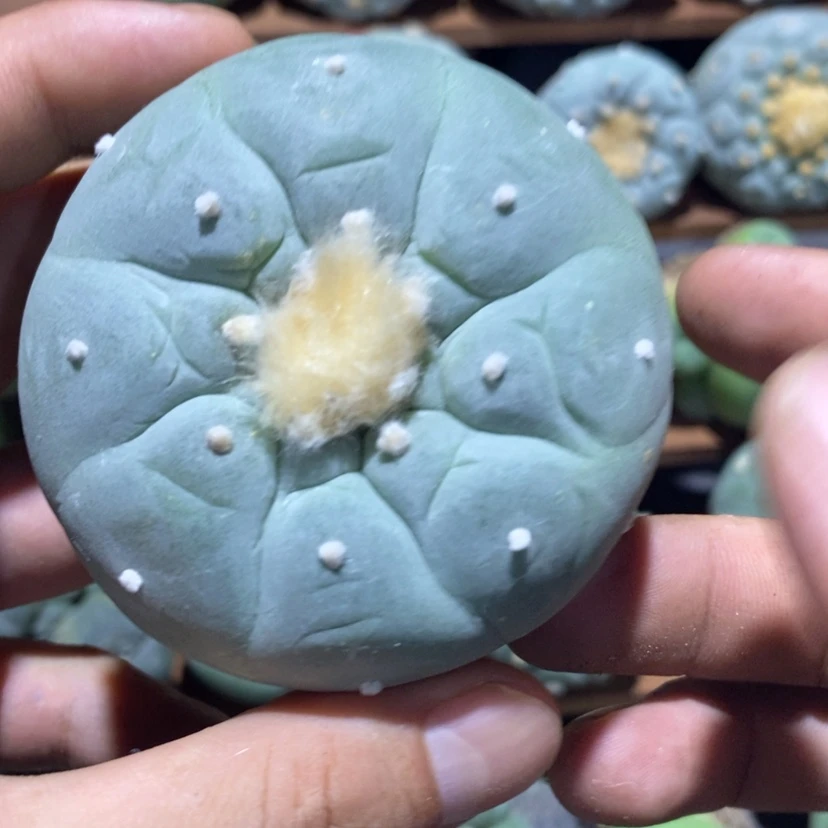 【闪购商品】碳**士开播福利诗僧