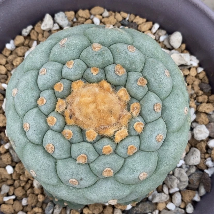 【闪购商品】开播福利仙人球实生