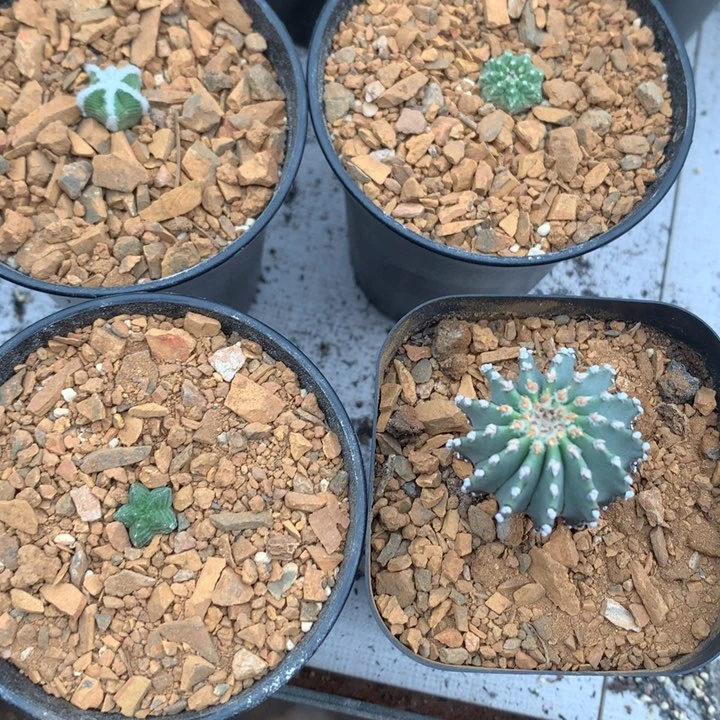 【闪购商品】开播福利实生仙人球