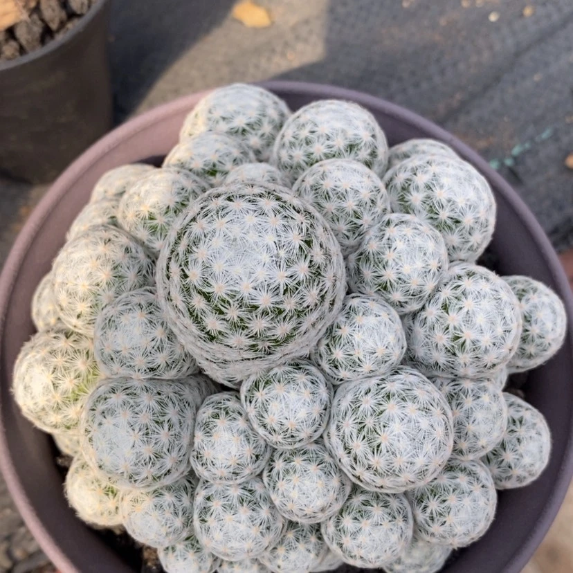 【闪购商品】实生姬春心