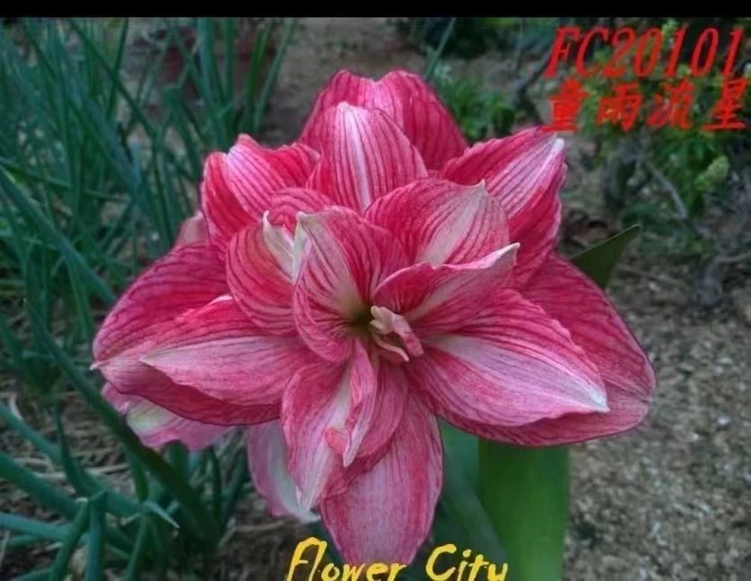 童雨流星朱顶红小苗（花卉绿植只包到手鲜活不包后期养护）