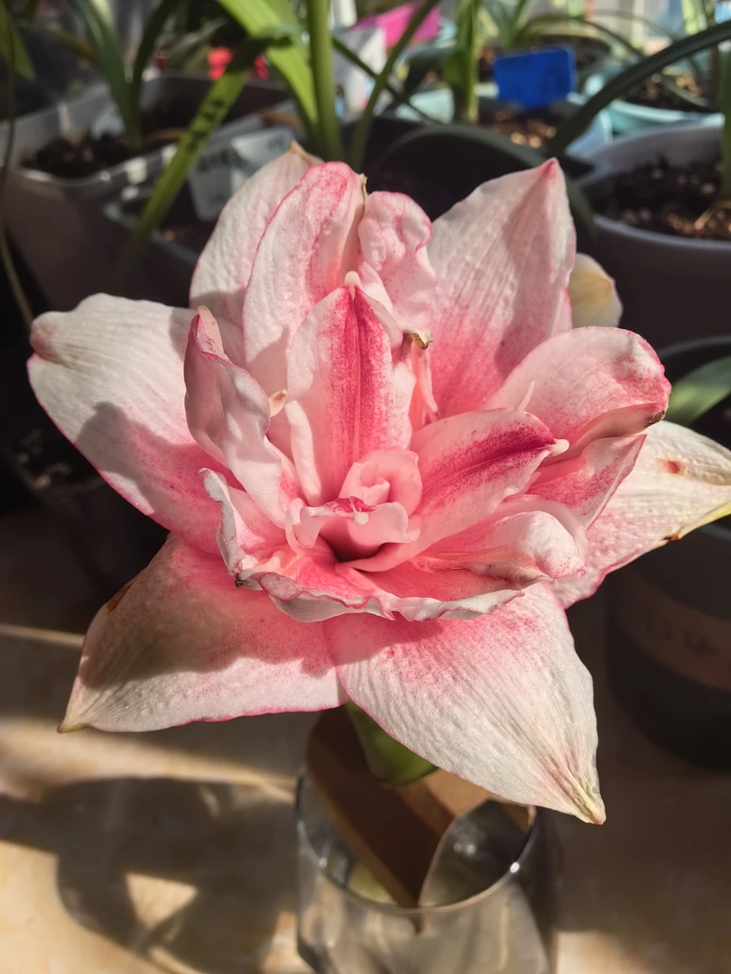 西瓜酒朱顶红种球(花卉绿植只包到手鲜活不包后期养护)