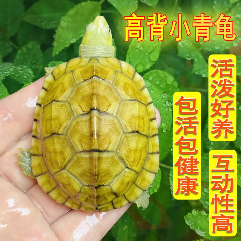 人工繁殖黄喉拟水高背小青龟精品龟宠物龟活体乌龟
