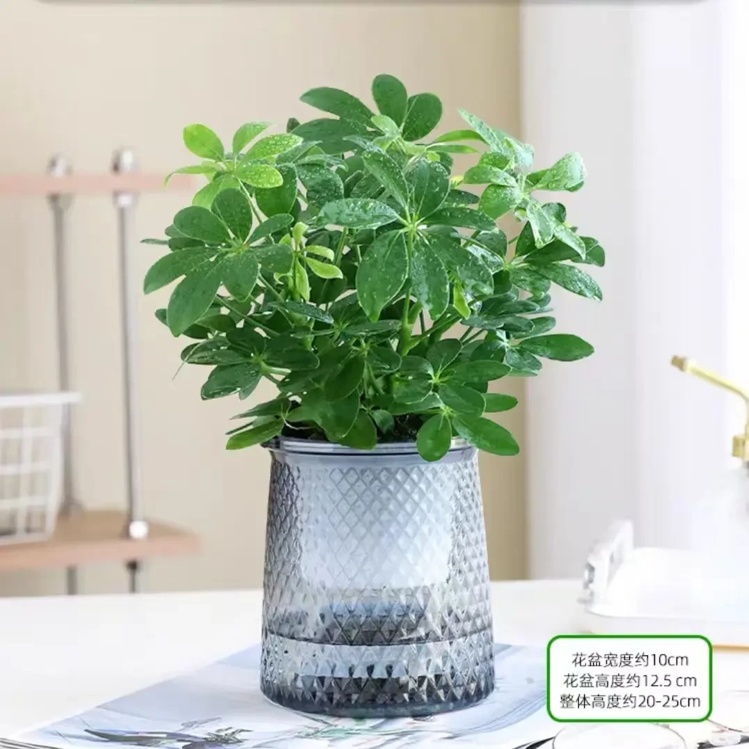 【带花盆】八方来财鸭脚木易活植物办公室内七叶莲吸甲醛净化空气