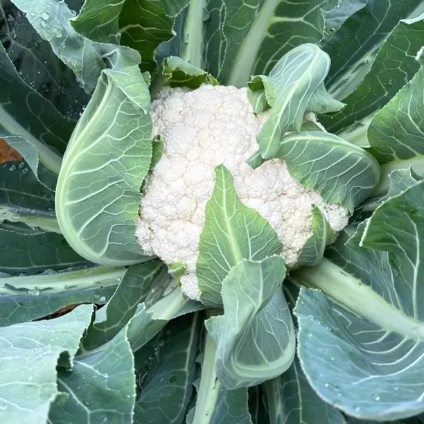 【花菜】贵州高山霜打露天种植现砍现发农家自种青埂散花菜松花菜