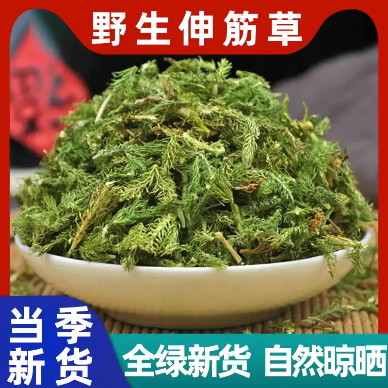 云南野生伸筋草泡酒料舒筋草当季新货泡脚