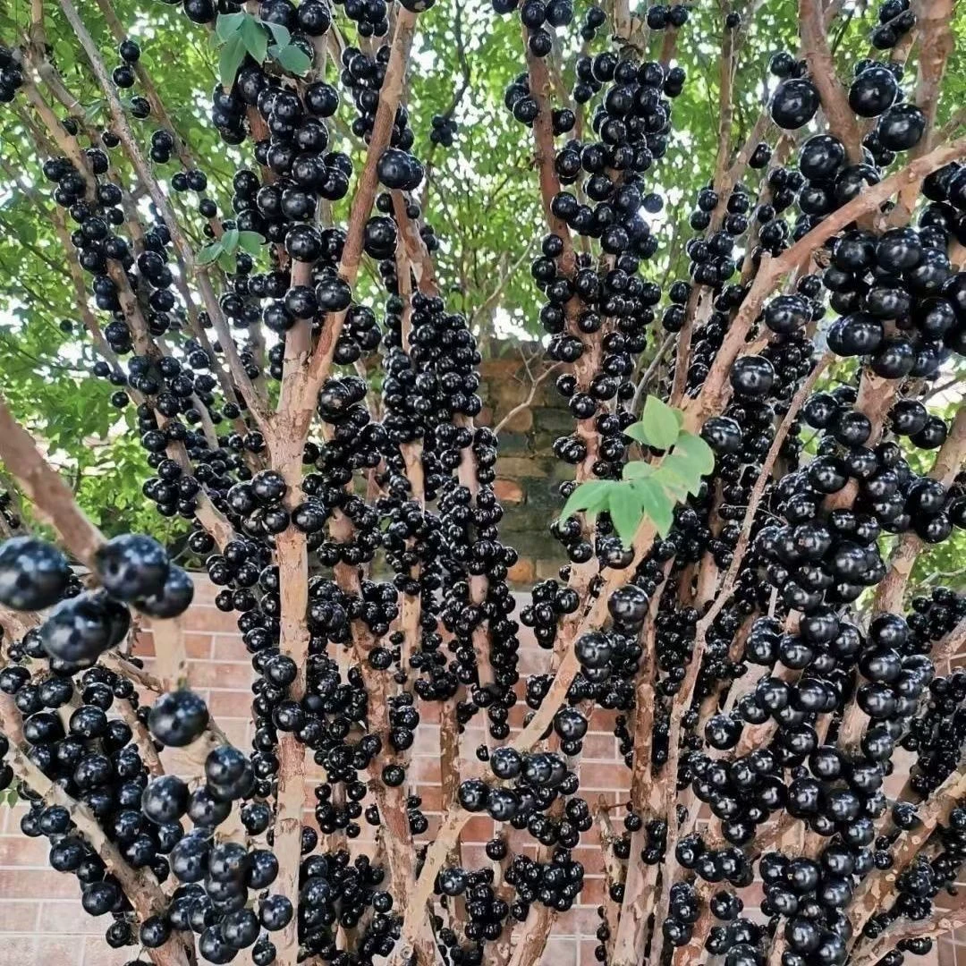 正宗四季艾斯卡嘉宝果树葡萄苗沙巴嘉宝果树大苗嘉宝果苗原土带叶