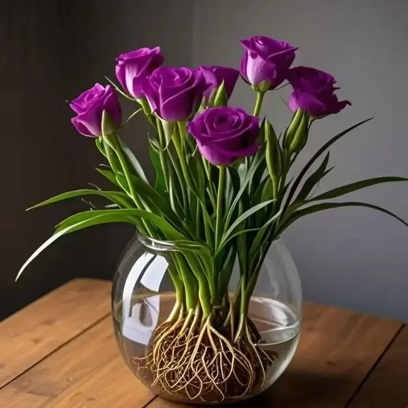 【水培玫瑰草花】大花浓香型重瓣花苗水培花卉宿根植物懒人好养XF