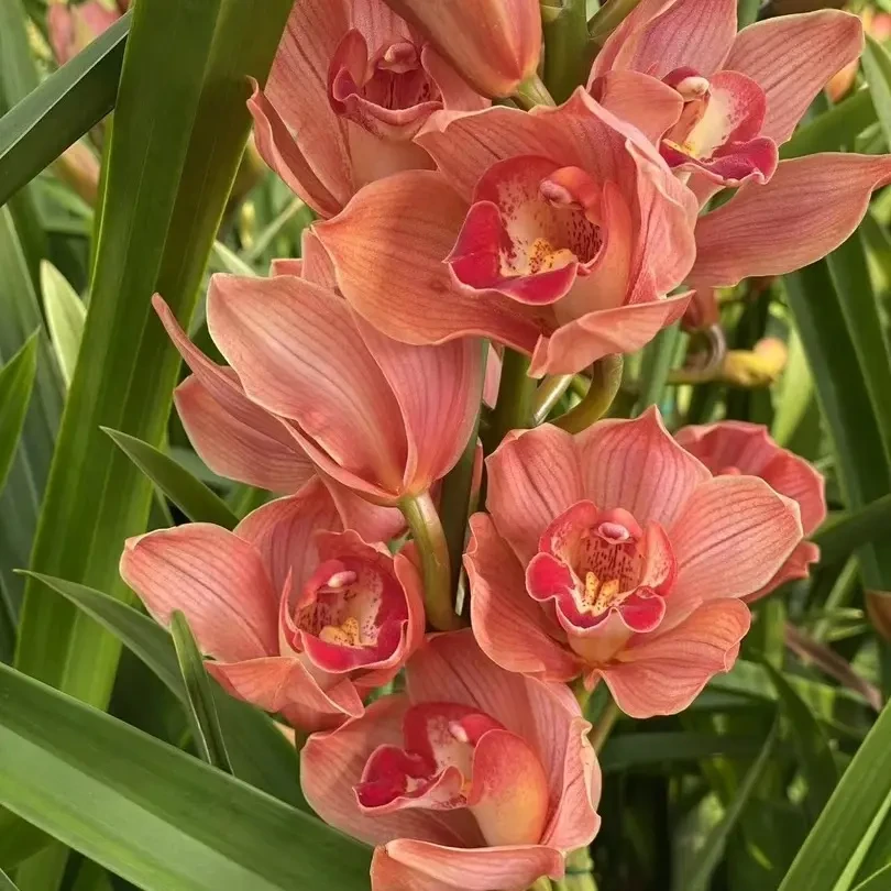 大花蕙兰【梦境】带花发货室内外好养浓香花期长盆栽