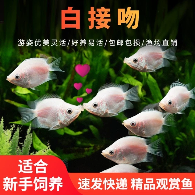 接吻鱼观赏鱼淡水热带鱼苗小型亲嘴鱼金鱼活耐活好养新手宠物活体