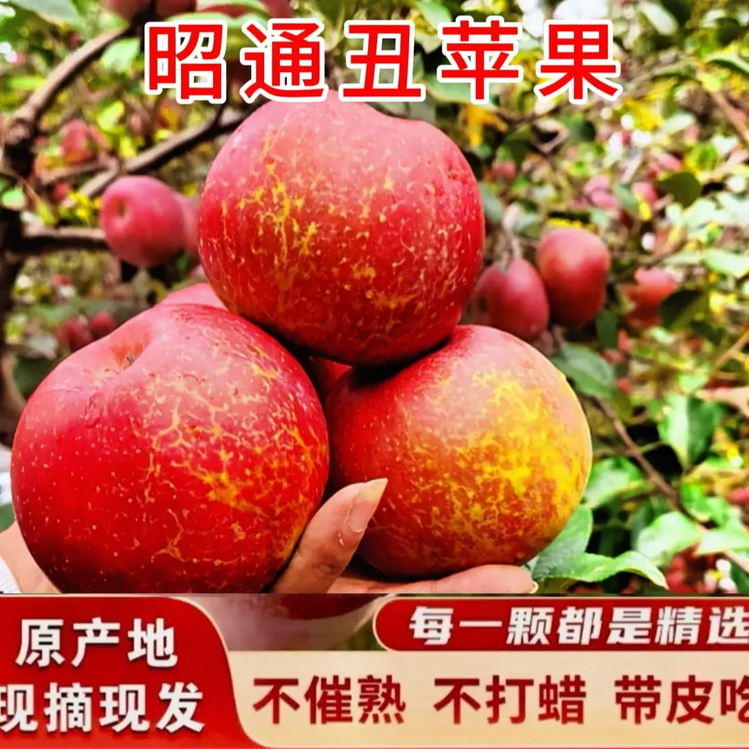 [现摘现发]云南昭通冰糖心丑苹果正宗当季新鲜脆甜多汁应季水果